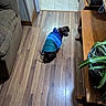 dog, jacket, wooden_floor, indoor, plant, furniture, couch, table, pet, flooring, brown, blue, green, animal, looking_back, coat, home, small_dog, puppy, curious