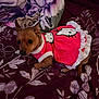dog, small_dog, brown_dog, pet_clothing, pink_dress, hello_kitty, bed, blanket, purple_bedspread, floral_pattern, indoor, pet, cute, animal, resting, fur, ears, tail, paw, looking