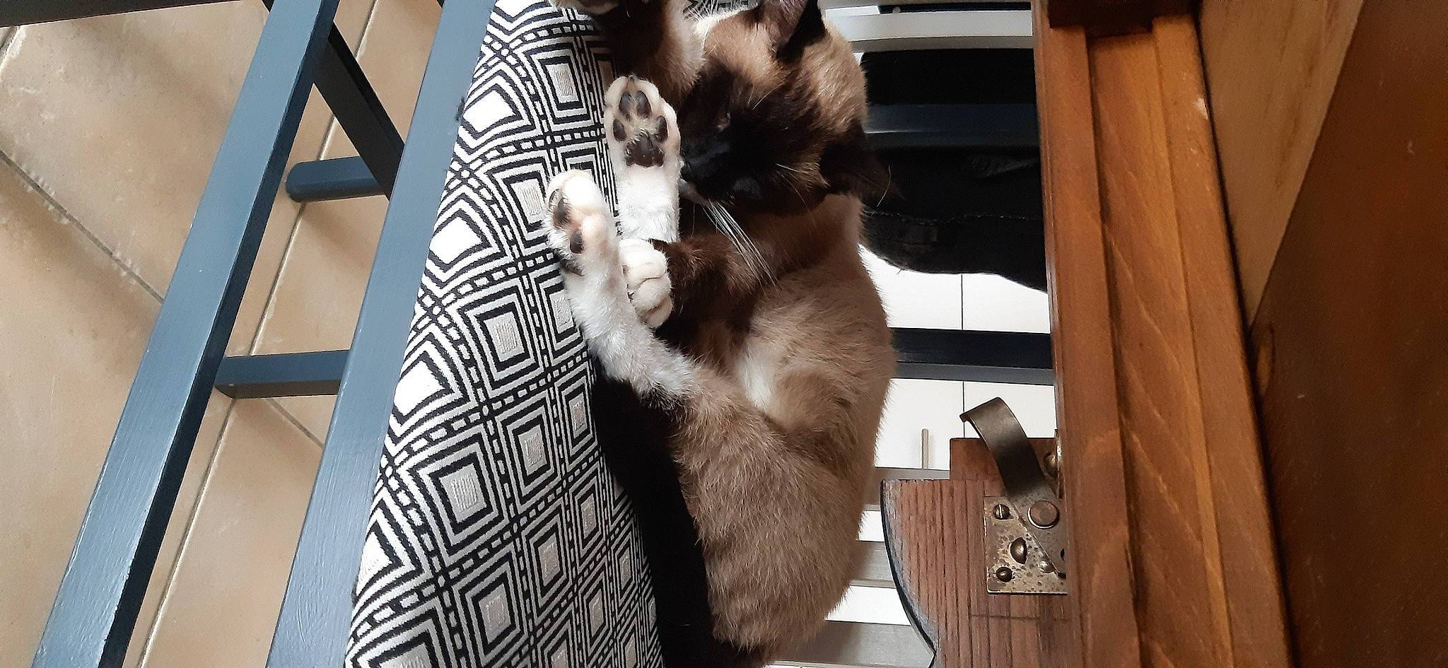 Freud a rejoint le concours — aidez-le/la à gagner de superbes lots ! canidae, carnivore, cat, comfort, domestic_short_haired_cat, fawn, felidae, fur, gesture, hardwood, pattern, paw, siamese, small_to_medium_sized_cats, snout, sporting_group, tail, thai, whiskers, wood