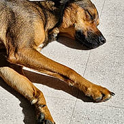 Guada a rejoint le concours — aidez-le/la à gagner de superbes lots ! animal, brown_fur, canine, closeup, daylight, dog, floor, fur, indoor, napping, paw, peaceful, pet, quiet, relaxation, resting, shadow, sleeping, sunlight, tile