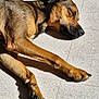 animal, brown_fur, canine, closeup, daylight, dog, floor, fur, indoor, napping, paw, peaceful, pet, quiet, relaxation, resting, shadow, sleeping, sunlight, tile