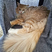 Valérie Enguerrand a rejoint le concours — aidez-le/la à gagner de superbes lots ! animal, cat, cat_tree, comfortable, cozy, cute, feline, fluffy, fur, home, indoor, laying, long_tail, looking, orange_cat, pet, relaxed, resting, soft, white_cat