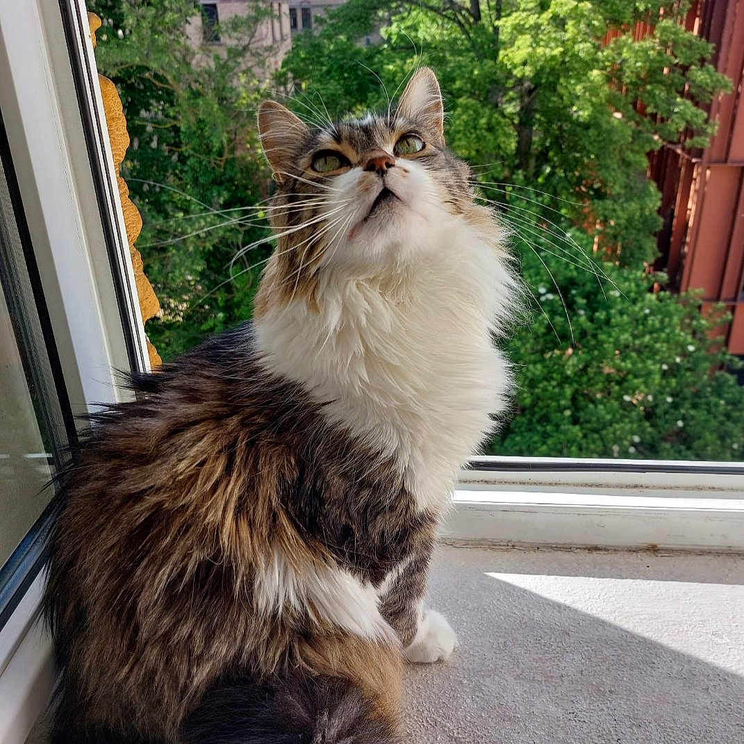 Felix a rejoint le concours — aidez-le/la à gagner de superbes lots ! architecture, backyard, building, city, grass, herbal, herbs, jar, outdoors, plant, planter, pottedplant, pottery, road, shelter, street, tree, urban, vase, vegetation