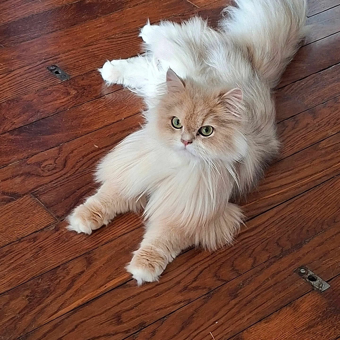 Aïko