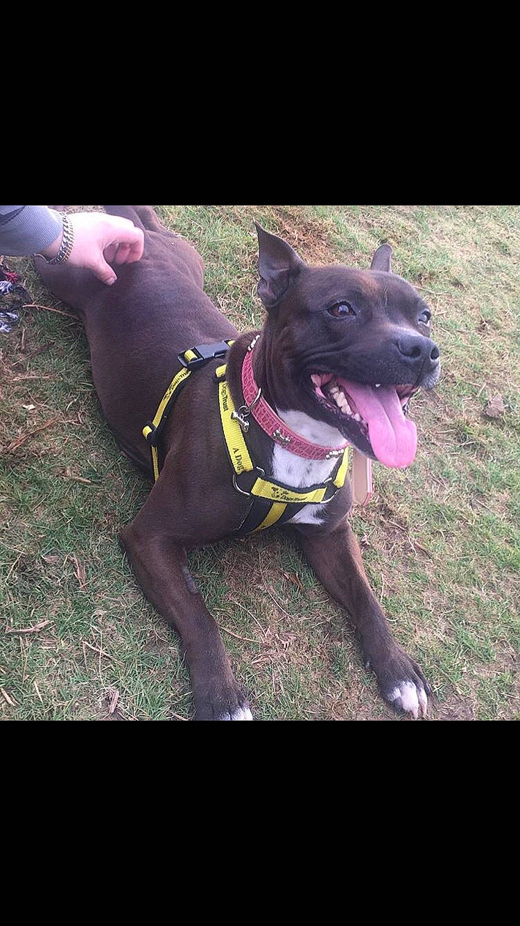 Cola joined the competition — help win amazing prizes! american_pit_bull_terrier, american_staffordshire_terrier, bandog, canidae, canis_panther, carnivore, collar, dog, dog_breed, dog_collar, dog_walking, fawn, formosan_mountain_dog, mammal, non_sporting_group, pit_bull, snout, sporting_group, staffordshire_bull_terrier, vertebrate