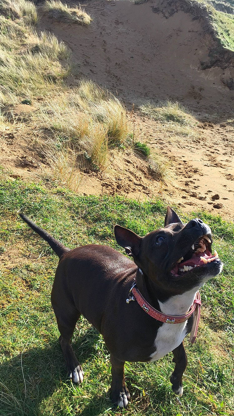 Cola joined the competition — help win amazing prizes! adventure, american_pit_bull_terrier, american_staffordshire_terrier, canidae, carnivore, dog, dog_breed, dog_collar, dog_walking, fawn, french_bulldog, grass, hunting_dog, mammal, non_sporting_group, snout, sporting_group, staffordshire_bull_terrier, tail, vertebrate