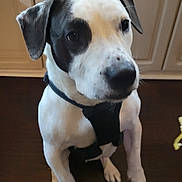 Ranger is registered to the contest to win money with this photo: dog, black_and_white, pet, indoor, floor, harness, canine, animal, curious, sitting, cabinet, wooden_floor, domestic, portrait, attention, ears, cute, household, looking, companion