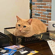 Simba joined the competition — help win amazing prizes! cat, ginger_cat, board_game, table, cards, mug, brick_wall, indoor, pet, feline, curious, cozy, game_night, orange_fur, domestic_cat, resting, box, wooden_table, playing_cards, home