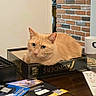 cat, ginger_cat, board_game, table, cards, mug, brick_wall, indoor, pet, feline, curious, cozy, game_night, orange_fur, domestic_cat, resting, box, wooden_table, playing_cards, home