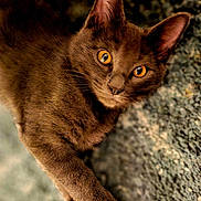 Beerus participe au concours pour gagner de l'argent avec cette photo : alert, animal, brown_cat, cat, close_up, curious, cute, ears, feline, fur, golden_eyes, mammal, nature, outdoor, paw, pet, portrait, rock, texture, whiskers
