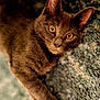 alert, animal, brown_cat, cat, close_up, curious, cute, ears, feline, fur, golden_eyes, mammal, nature, outdoor, paw, pet, portrait, rock, texture, whiskers