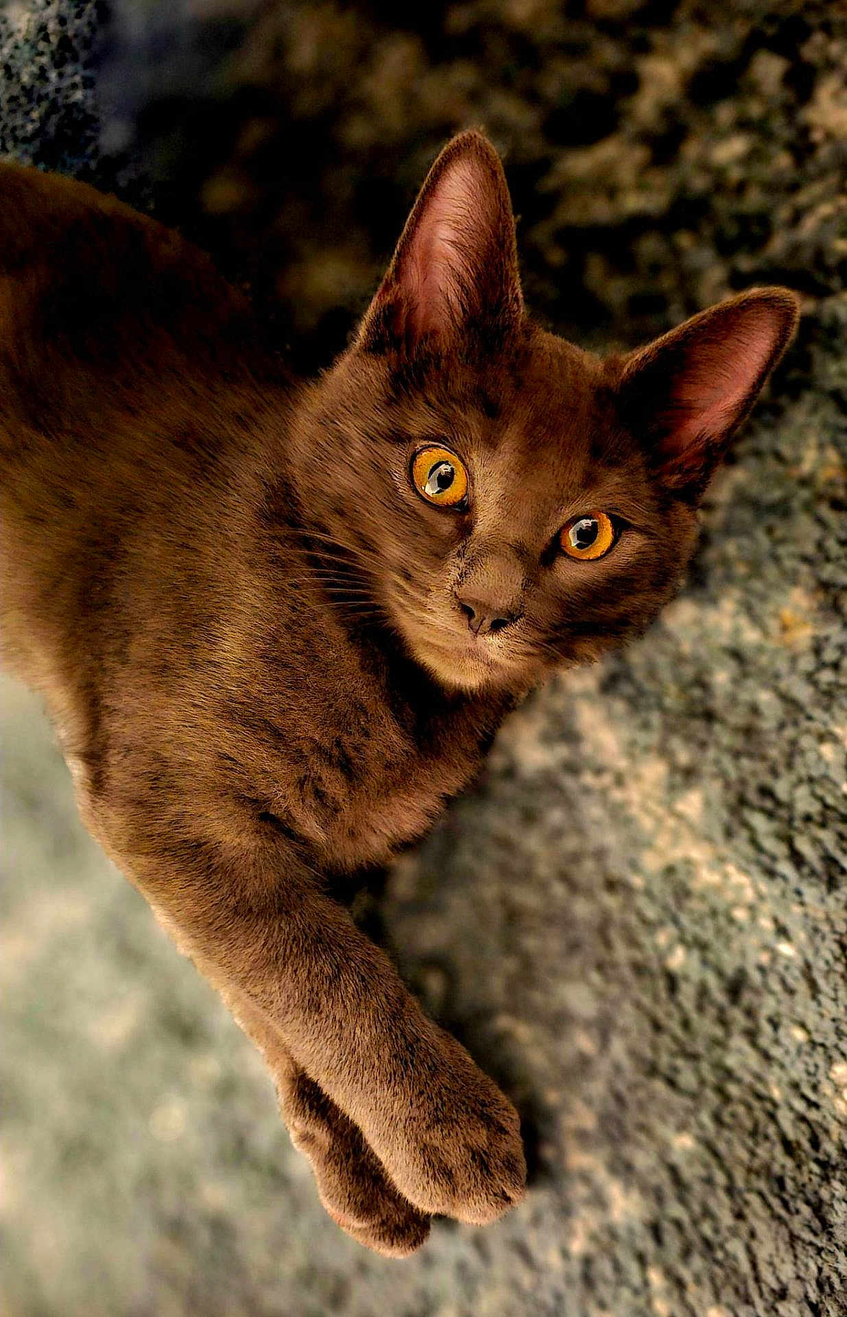 Beerus