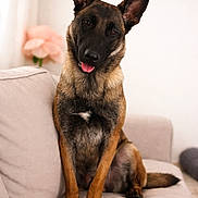 Aura a rejoint le concours — aidez-le/la à gagner de superbes lots ! animal, belgian_malinois, black_mask, brown_fur, canine, couch, cozy, cute, decor, dog, domestic, ears_up, flower, furniture, head_tilt, indoor, pet, portrait, sitting, tongue_out