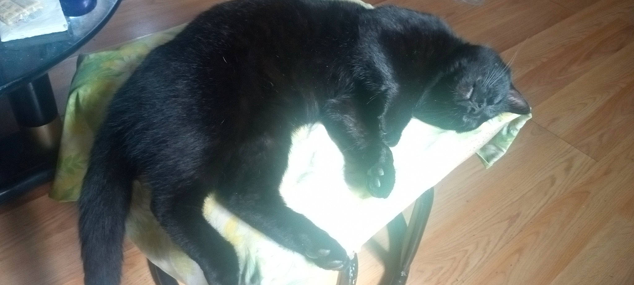 Mr. Bonkers is registered to the contest to win money with this photo: black_cat, bombay, canidae, carnivore, cat, claw, comfort, dog_breed, domestic_short_haired_cat, felidae, fur, hardwood, pet_supply, small_to_medium_sized_cats, snout, sporting_group, tail, terrestrial_animal, whiskers, wood