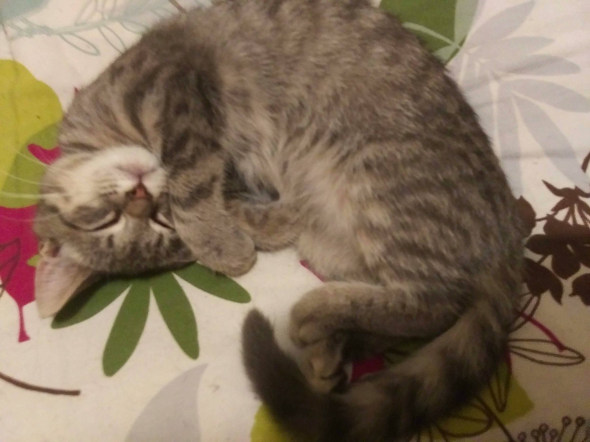 Winky joined the competition — help win amazing prizes! carnivore, cat, cat_supply, claw, comfort, domestic_short_haired_cat, felidae, fur, nap, paw, sleep, small_to_medium_sized_cats, snout, tail, terrestrial_animal, whiskers