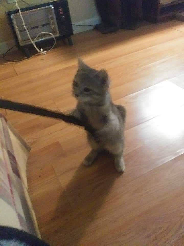 Winky is registered to the contest to win money with this photo: black_cat, brown, carnivore, cat, domestic_short_haired_cat, fawn, felidae, floor, flooring, fur, hardwood, laminate_flooring, room, small_to_medium_sized_cats, tail, varnish, whiskers, wood, wood_flooring, wood_stain