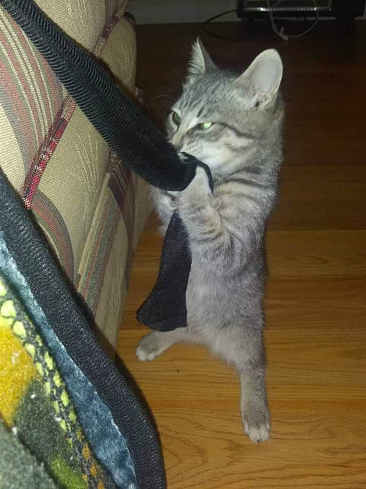 Winky is registered to the contest to win money with this photo: carnivore, cat, claw, comfort, couch, domestic_short_haired_cat, felidae, flooring, fur, grey, hardwood, laminate_flooring, paw, small_to_medium_sized_cats, snout, tail, whiskers, wood, wood_flooring, wood_stain