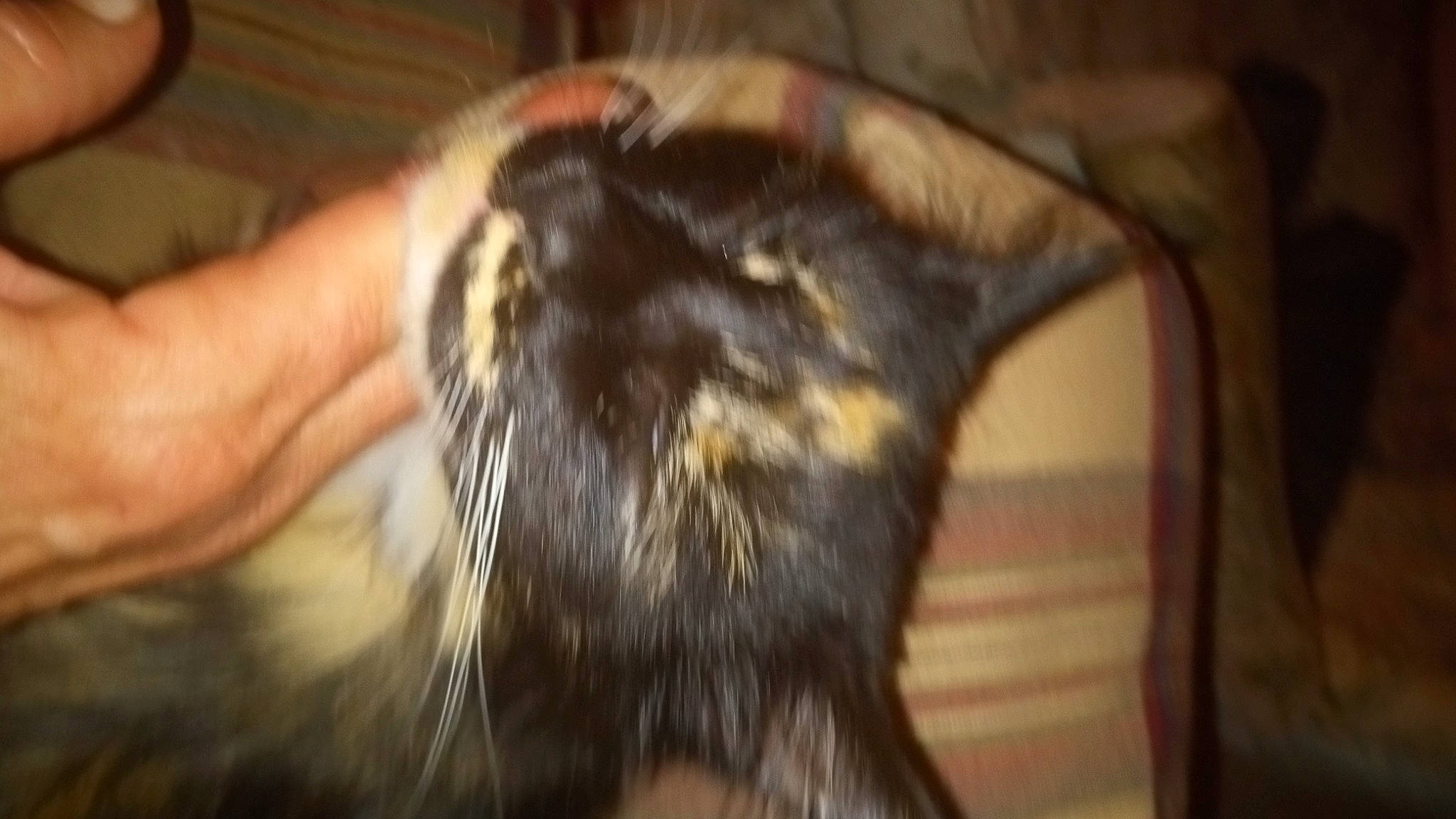 Kallie joined the competition — help win amazing prizes! black_cat, carnivore, cat, claw, domestic_short_haired_cat, ear, felidae, fur, small_to_medium_sized_cats, snout, tail, terrestrial_animal, whiskers, wildlife, wood