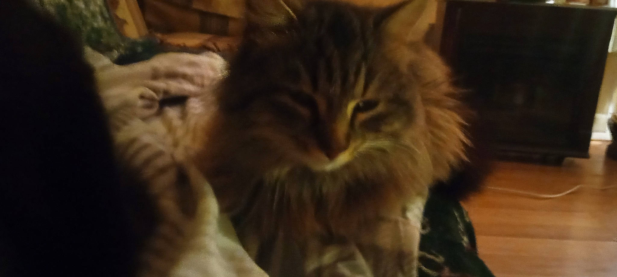 Tom is registered to the contest to win money with this photo: carnivore, cat, claw, close_up, darkness, domestic_short_haired_cat, event, fawn, felidae, fur, night, paw, small_to_medium_sized_cats, snout, tail, terrestrial_animal, whiskers, wood