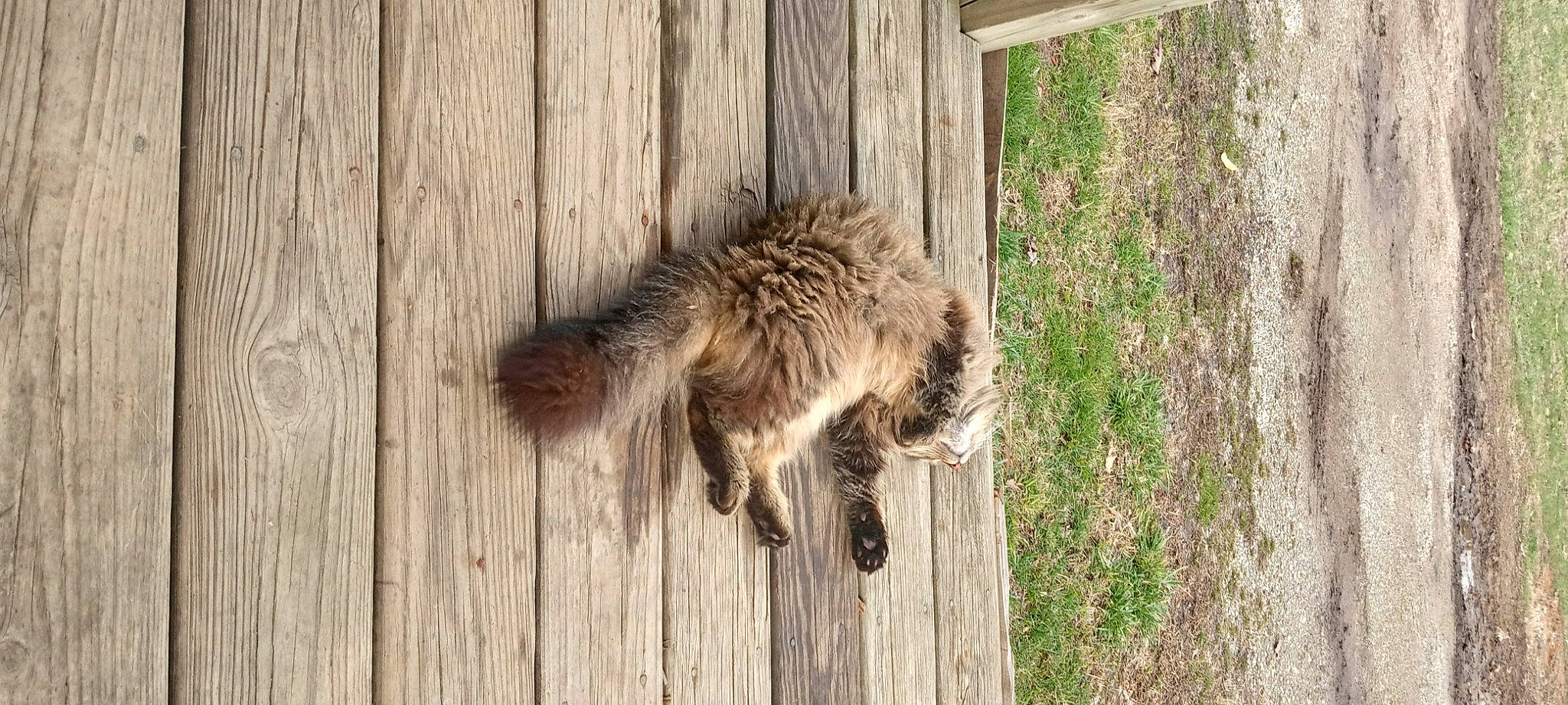 Tom is registered to the contest to win money with this photo: big_cats, canidae, carnivore, claw, dog_breed, fawn, felidae, fur, hardwood, plant, procyonidae, small_to_medium_sized_cats, tail, terrestrial_animal, tree, trunk, whiskers, wood