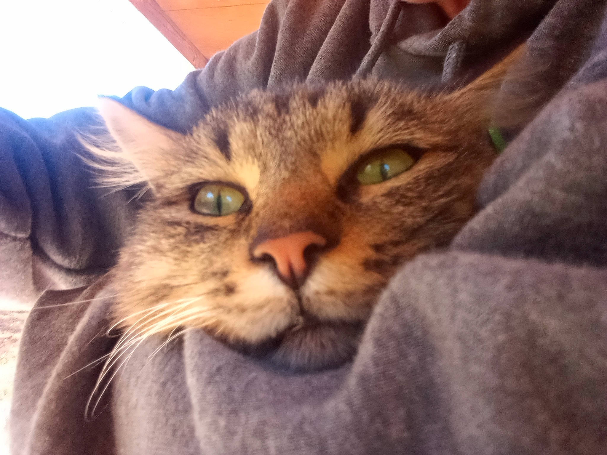 Tom joined the competition — help win amazing prizes! carnivore, cat, comfort, domestic_short_haired_cat, ear, felidae, fur, gesture, paw, sky, small_to_medium_sized_cats, snout, terrestrial_animal, whiskers, wildlife