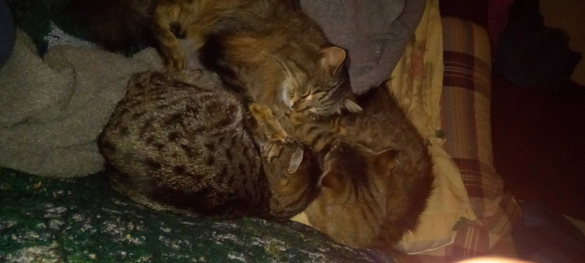 Tom joined the competition — help win amazing prizes! brown, carnivore, cat, comfort, domestic_short_haired_cat, felidae, fur, nap, small_to_medium_sized_cats, tail, terrestrial_animal, whiskers