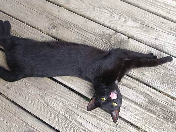 Nay Nay is registered to the contest to win money with this photo: black, black_cat, bombay, carnivore, cat, claw, domestic_short_haired_cat, felidae, flooring, foot, fur, hardwood, plank, plant, small_to_medium_sized_cats, snout, tail, terrestrial_animal, whiskers, wood