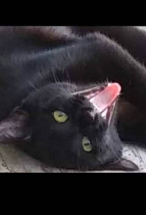 Nay Nay is registered to the contest to win money with this photo: black_cat, bombay, carnivore, cat, darkness, domestic_short_haired_cat, eye, felidae, fur, head, monochrome_photography, night, photo_caption, plant, sky, small_to_medium_sized_cats, snout, square, whiskers, window