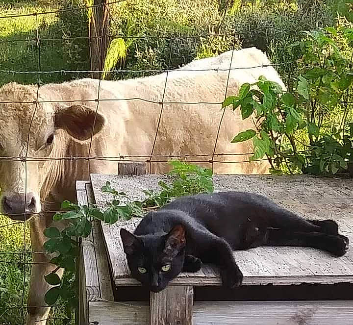 Nay Nay is registered to the contest to win money with this photo: american_black_bear, carnivore, cat, comfort, felidae, fur, grass, groundcover, landscape, livestock, organism, plant, shade, small_to_medium_sized_cats, snout, tail, terrestrial_animal, whiskers, wildlife, working_animal