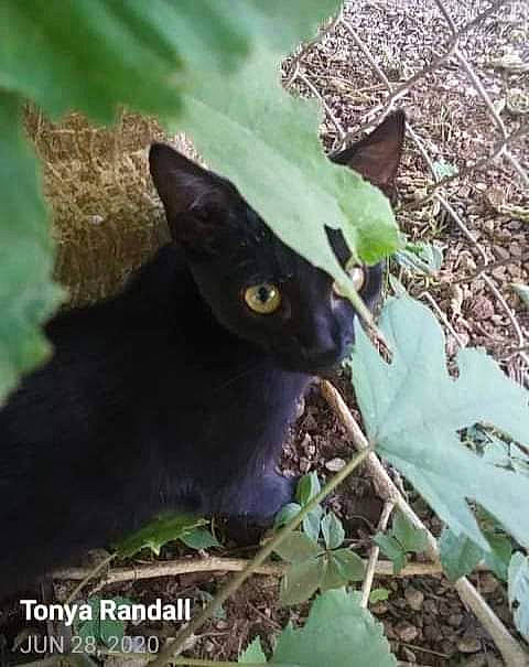 Nay Nay joined the competition — help win amazing prizes! black_cat, bombay, carnivore, cat, domestic_short_haired_cat, eye, felidae, fur, grass, groundcover, plant, small_to_medium_sized_cats, soil, terrestrial_animal, terrestrial_plant, whiskers