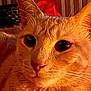 abyssinian, angora, animal, blackcat, cat, couch, furniture, hardwood, kitten, manx, pet, siamese, wood