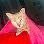animal, blanket, cat, comfort, cozy, cute, domestic_cat, feline, fur, indoor, mammal, paws, pet, pink_blanket, red_blanket, relaxed, resting, sleepy, warm, whiskers