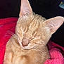 animal, cat, close_up, cozy, cute, domestic_cat, ears, feline, fur, ginger_cat, indoor, kitten, pet, pink_blanket, resting, sleeping, snug, soft, warm, whiskers