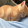 animal, cat, close_up, cozy, cute, denim, domestic_cat, feline, fur, indoor, kitten, nap, orange_cat, peaceful, pet, rest, sleeping, small_animal, soft, whiskers