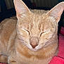 abyssinian, animal, blanket, cat, kitten, manx, pet, siamese
