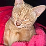 animal, blanket, cat, closeup, cozy, cute, domestic_animal, fur, indoor, kitten, mammal, pet, pink, resting, sleeping, snuggled, soft, warm, whiskers, young