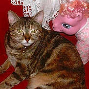 Minouche participe au concours pour gagner de l'argent avec cette photo :