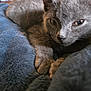 animal, blue_blanket, close_up, cozy, cute, domestic_cat, feline, fluffy_blanket, fur, gray_cat, indoor, kitten, paw, pet, relaxed, resting, sleepy, soft_texture, whiskers, young_cat