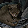 alert, animal, blanket, cat, close_up, cozy, curled_up, cute, domestic_cat, eyes, feline, fur, gray_cat, indoor, looking, pet, quiet, resting, soft_texture, warm
