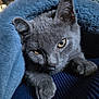 animal, blanket, blue_blanket, cat, close_up, cozy, cute, eyes, feline, fur, gray_cat, indoor, looking, paw, pet, portrait, resting, sleepy, soft, whiskers