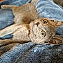 animal, blue_blanket, cat, close_up, comfortable, cozy, curious, cute, domestic_animal, feline, fur, gray_cat, indoor, lying_down, pet, relaxing, resting, soft_blanket, whiskers, wide_eyes