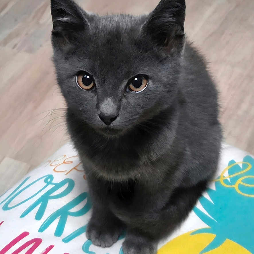 Shadow is registered to the contest to win money with this photo: adorable, animal, colorful_pillow, curious, cute, domestic_cat, ears, eyes, feline, floor, fur, gray_cat, indoor, kitten, paws, pet, sitting, text, whiskers, young_cat