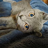 Shadow is registered to the contest to win money with this photo: cat, gray_cat, pet, animal, fur, whiskers, eyes, close_up, blanket, blue_blanket, soft_texture, cozy, lying_down, indoor, cute, domestic_animal, relaxed, portrait, feline, resting