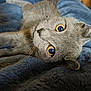 cat, gray_cat, pet, animal, fur, whiskers, eyes, close_up, blanket, blue_blanket, soft_texture, cozy, lying_down, indoor, cute, domestic_animal, relaxed, portrait, feline, resting
