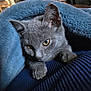 animal, blanket, blue_blanket, cat, closeup, cozy, curious, cute, domestic_animal, feline, fur, gray_cat, indoor, paws, pet, relaxed, resting, sleepy, soft_texture, whiskers