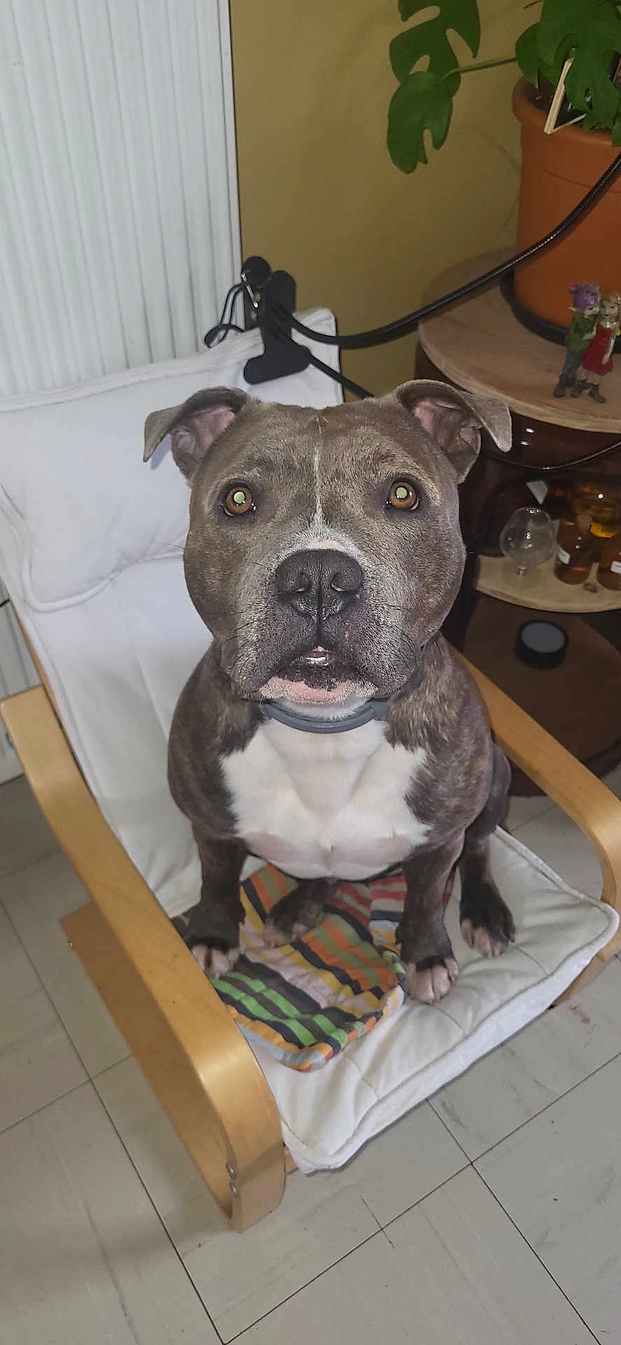 Connor a rejoint le concours — aidez-le/la à gagner de superbes lots ! dog, brindle, pet, indoor, chair, cushion, striped_cloth, looking_up, ears, nose, floor, plant, pot, table, decor, animal, seated, cute, domestic, companion