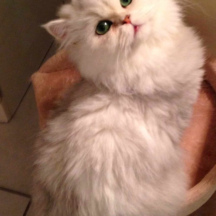 Hyonna a rejoint le concours — aidez-le/la à gagner de superbes lots ! cat, fluffy, white_cat, green_eyes, pet, animal, cute, indoor, looking_up, fur, closeup, mammal, domestic_cat, whiskers, ears, nose, soft_texture, curious, sitting, face