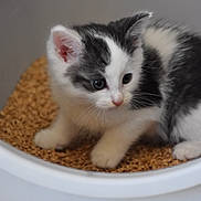Hakira a rejoint le concours — aidez-le/la à gagner de superbes lots ! kitten, cat, black_and_white, feline, cute, pet, small, fluffy, indoor, animal, young, curious, white_container, pellets, fur, whiskers, ears, paw, closeup, domestic
