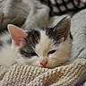 Hakira participe au concours pour gagner de l'argent avec cette photo : kitten, cat, sleepy, cozy, blanket, knitted, soft, fur, animal, pet, cute, resting, indoors, warm, small, young, face, ears, whiskers, comfort