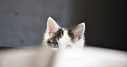 Hakira participe au concours pour gagner de l'argent avec cette photo : animal, black, blurred_background, cat, closeup, curious, cute, ears, eyes, feline, indoor, kitten, mystery, peeking, pet, playful, soft, whiskers, white, young
